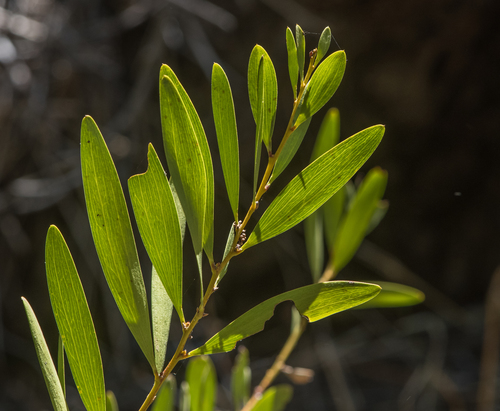 photo of Longleaf Wattle (Acacia longifolia)