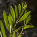 photo of Longleaf Wattle (Acacia longifolia)
