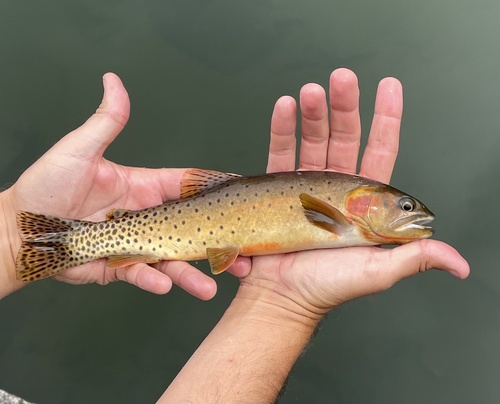 Rocky Mountain Cutthroat Trout