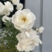 photo of Burnet Rose (Rosa spinosissima)