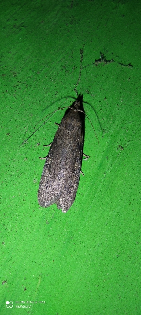 Theresian Moth from Karnataka 572218, India on July 10, 2021 at 08:26 ...