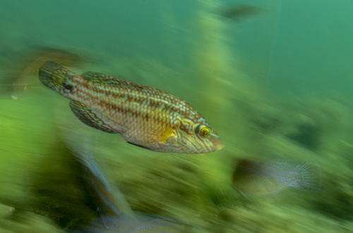 Corkwing Wrasse