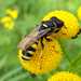 Common Slender-bodied Digger Wasp - Photo (c) Miranda Engelshoven, all rights reserved, uploaded by Miranda Engelshoven