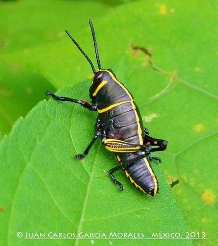 Horse Lubber Grasshopper