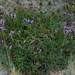 Prunella hyssopifolia - Photo (c) Henk Wallays, all rights reserved, uploaded by Henk Wallays
