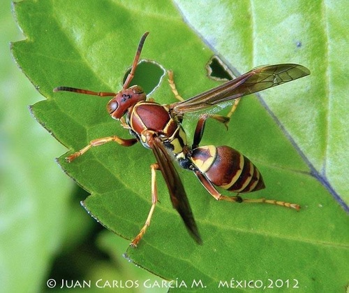 Hunter's Little Paper Wasp
