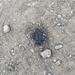 photo of Armored Stink Beetle (Eleodes armata)