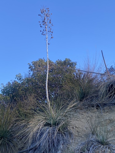 photo of Chaparral Yucca (Hesperoyucca whipplei)