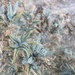 photo of Braunton's Milkvetch (Astragalus brauntonii)