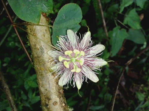 Passiflora resticulata image