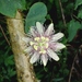 Passiflora resticulata - Photo (c) Rudy Gelis, all rights reserved, uploaded by Rudy Gelis