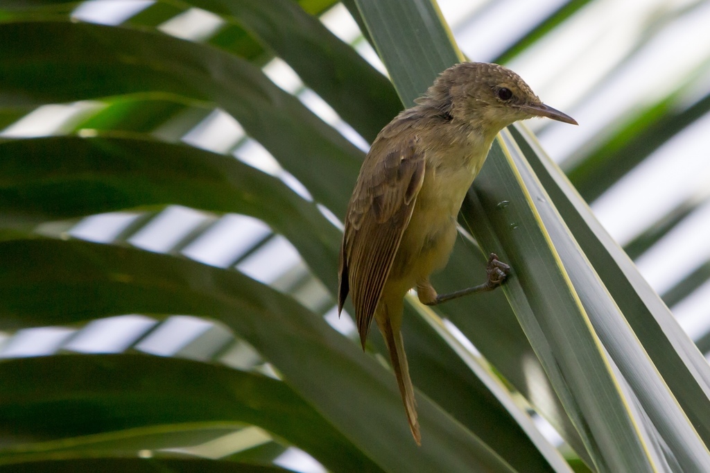 Pitcairn Reed Warbler photo