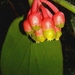Psammisia flaviflora - Photo (c) Rudy Gelis, todos los derechos reservados, subido por Rudy Gelis