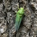 Cotton-green Cicada - Photo (c) kphilley, all rights reserved