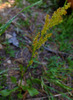 Alpine Sheep Sorrel - Photo (c) faerthen, all rights reserved, uploaded by faerthen