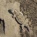 photo of Blainville's Horned Lizard (Phrynosoma blainvillii)