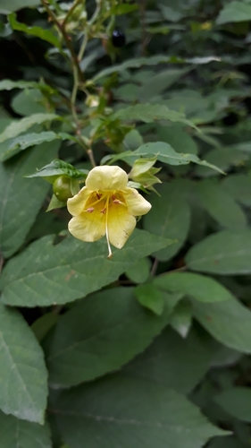 Atropa acuminata · iNaturalist Mexico