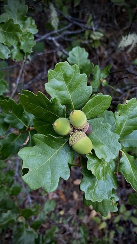 Quercus garryana × sadleriana