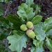 Quercus garryana × sadleriana - Photo (c) Richard R. Cordero, all rights reserved, uploaded by Richard R. Cordero
