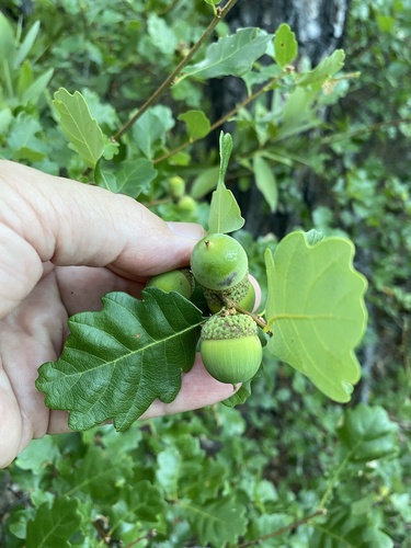 Quercus garryana × sadleriana
