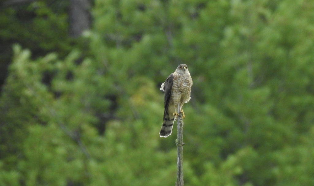 Sharpshinned Hawk from Gale Meadows Pond, Bondville, VT, US on August