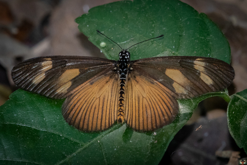 Lycoa Acraea
