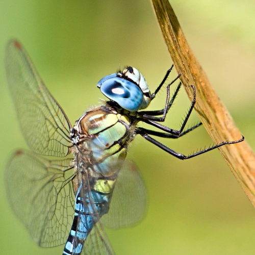 Southern Migrant Hawker