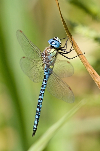 Southern Migrant Hawker