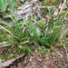 Carex mitrata aristata - Photo (c) Yanghoon Cho, todos os direitos reservados, uploaded by Yanghoon Cho