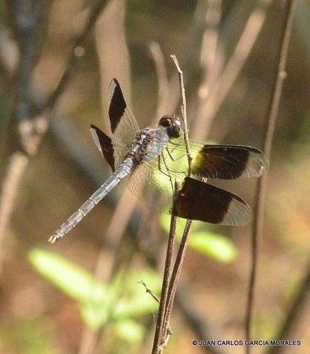 Band-winged Dragonlet