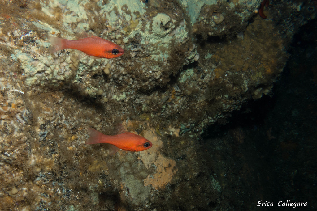Cardinal Fish