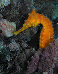 Hippocampus angustus