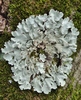 Common Greenshield Lichen - Photo (c) Pete and Noe Woods, all rights reserved, uploaded by Pete and Noe Woods