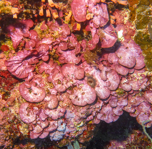 Laminar Coral Weed (Mesophyllum mesomorphum)
