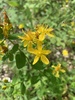 Hypericum × desetangsii carinthiacum - Photo (c) mercantour, all rights reserved, uploaded by mercantour