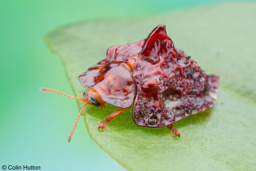 Laccoptera murrayi