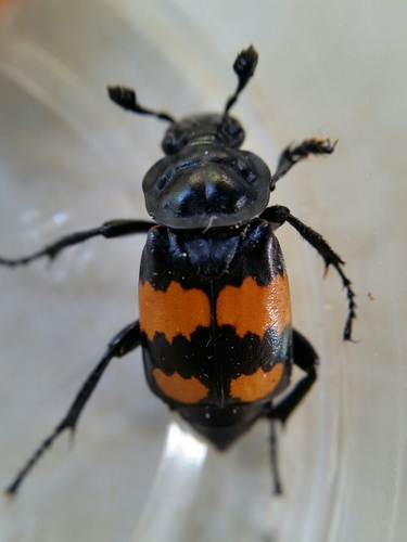 How to identify Nicrophorus hebes (Kirby, 1837)