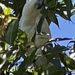 photo of Sulphur-crested Cockatoo (Cacatua galerita)