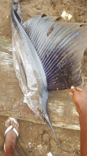 Sailfish