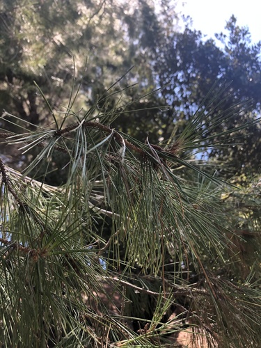 photo of Pines (Pinus)