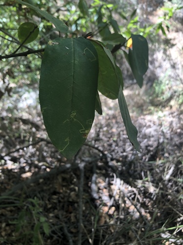 photo of Carolina Laurelcherry (Prunus caroliniana)