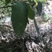 photo of Carolina Laurelcherry (Prunus caroliniana)