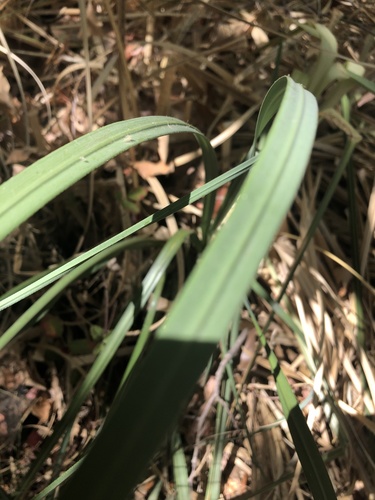 photo of Grasses (Poaceae)