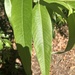 photo of Pacific Willow (Salix lasiandra)