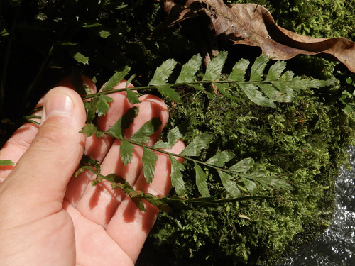 asplenium-otites-inaturalist-mexico
