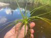 Spiny-spored Quillwort - Photo (c) Steven Daniel, all rights reserved, uploaded by Steven Daniel