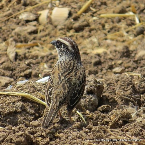 Striped Sparrow