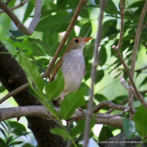Orange-billed Nightingale-Thrush