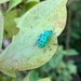 Exophthalmus quindecimpunctatus - Photo (c) Tatiana Barreto, all rights reserved, uploaded by Tatiana Barreto