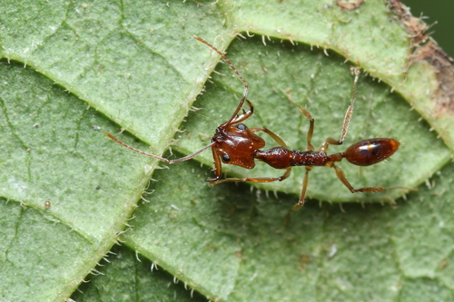 Anochetus daedalusAnochetus daedalus